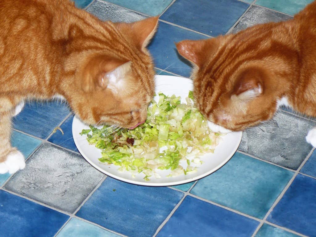 Cats Eating Salad