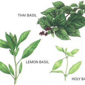 Types of basil used in Thai cuisine
