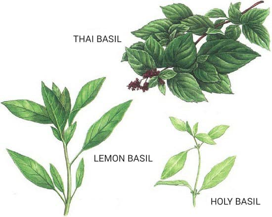 An artist's rendition of basil (from 'A Cook's Guide to Asian Vegetables')