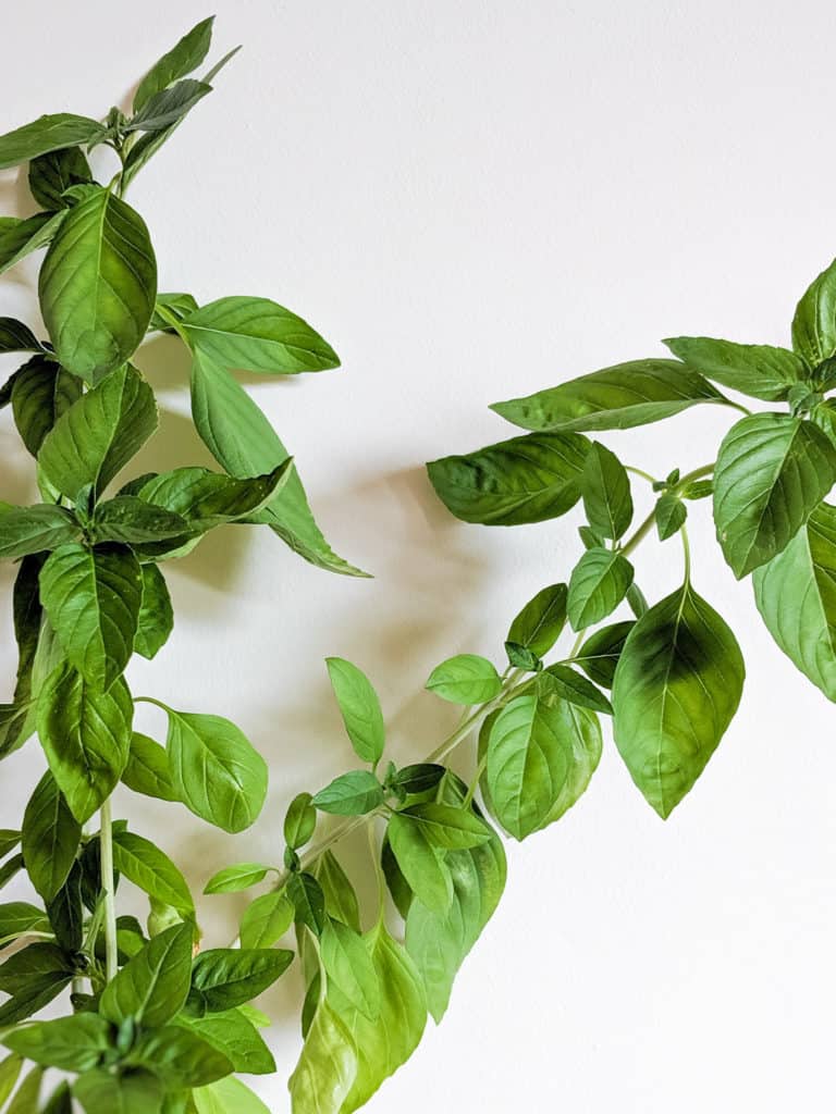 Bai Horapha (Thai Basil)