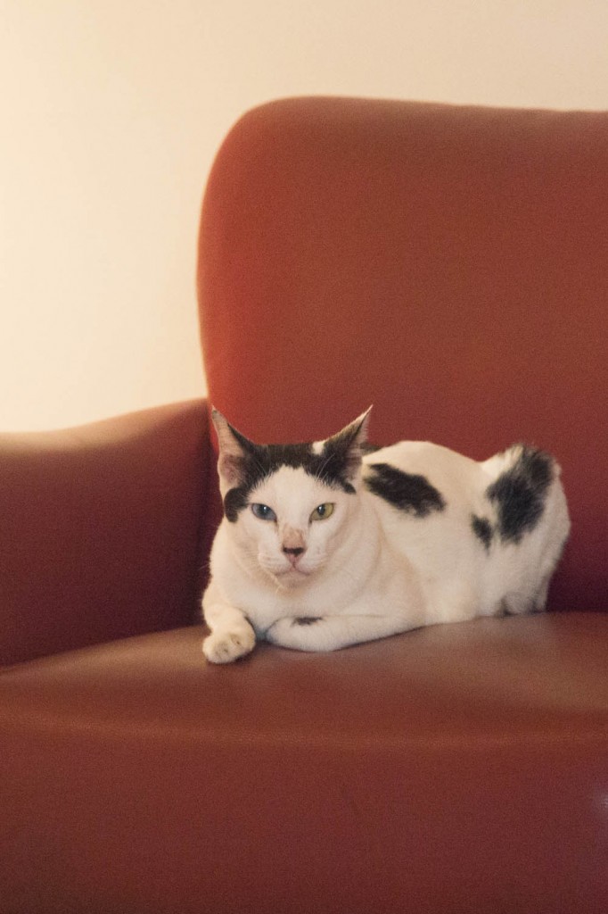 Cat at Atlanta Hotel Bangkok