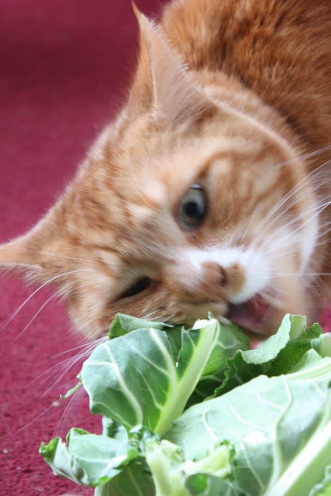 Cat eating cauliflower