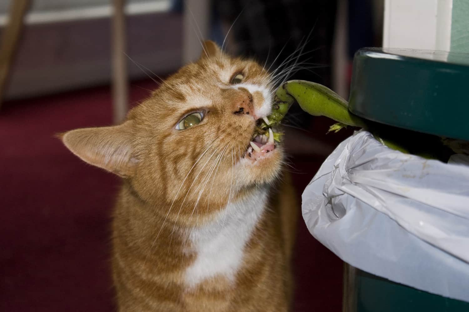 Cat eating broad beans