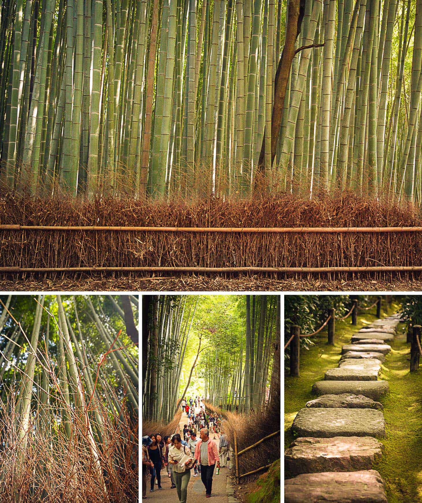 Arashiyama bamboo grove (Kyoto)