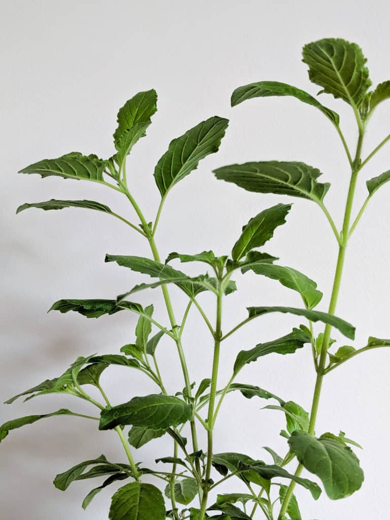 Thai Holy Basil – Bai Kaprow